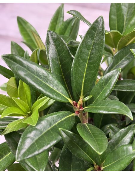 'Brigitte' - różanecznik wielkokwiatowy
Rhododendron hybridum 'Brigitte'