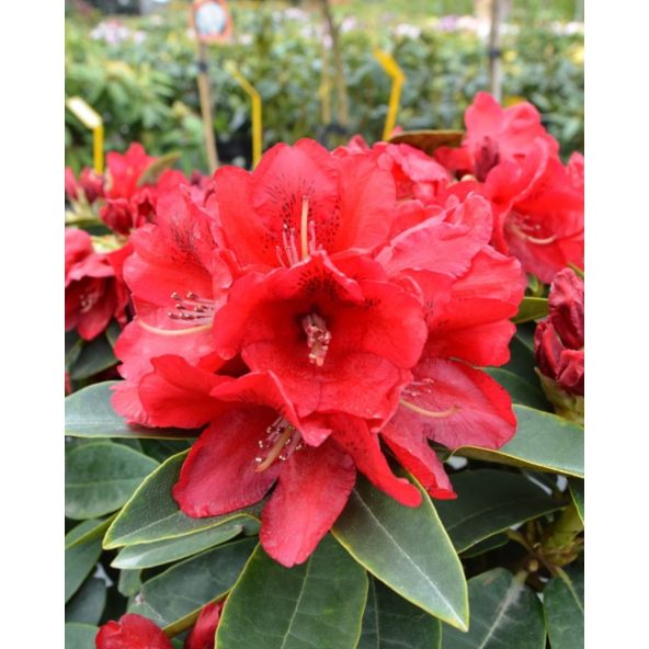 'Brisanz' - różanecznik wielkokwiatowy
Rhododendron hybridum 'Brisanz'