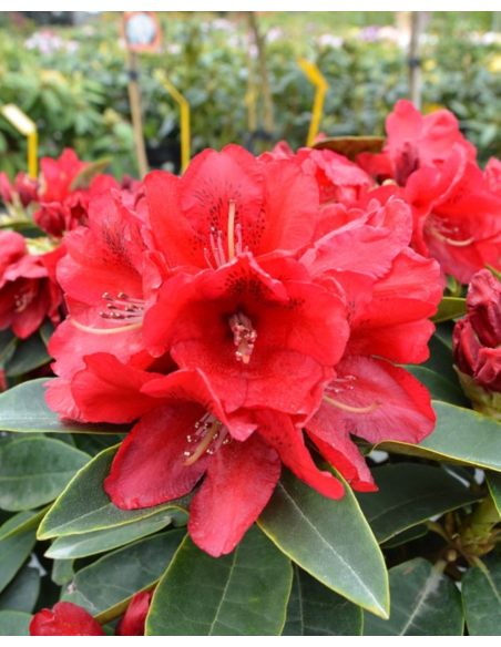 'Brisanz' - różanecznik wielkokwiatowy
Rhododendron hybridum 'Brisanz'