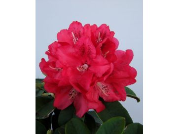 'Brisanz' - różanecznik wielkokwiatowy
Rhododendron hybridum 'Brisanz'