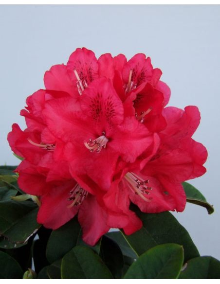 'Brisanz' - różanecznik wielkokwiatowy
Rhododendron hybridum 'Brisanz'