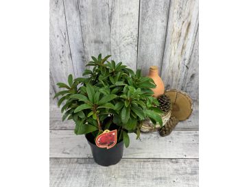 'Brisanz' - różanecznik wielkokwiatowy
Rhododendron hybridum 'Brisanz' 2