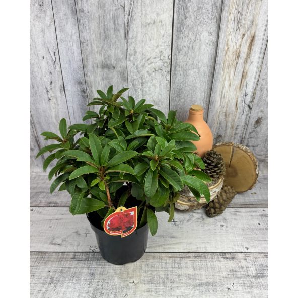 'Brisanz' - różanecznik wielkokwiatowy
Rhododendron hybridum 'Brisanz'