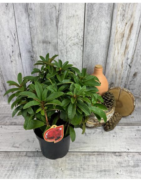 'Brisanz' - różanecznik wielkokwiatowy
Rhododendron hybridum 'Brisanz'