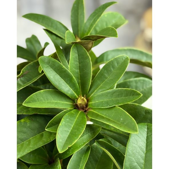 'Brisanz' - różanecznik wielkokwiatowy
Rhododendron hybridum 'Brisanz'