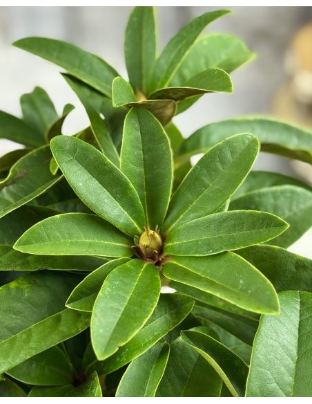'Brisanz' - różanecznik wielkokwiatowy
Rhododendron hybridum 'Brisanz'