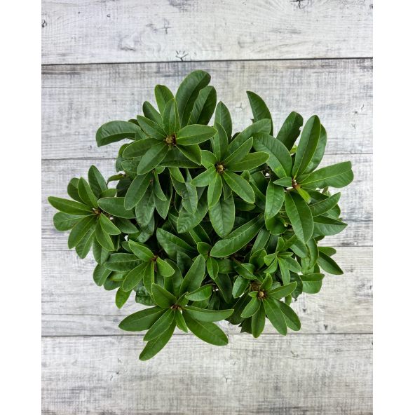 'Brisanz' - różanecznik wielkokwiatowy
Rhododendron hybridum 'Brisanz'