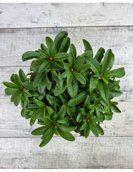 'Brisanz' - różanecznik wielkokwiatowy
Rhododendron hybridum 'Brisanz'