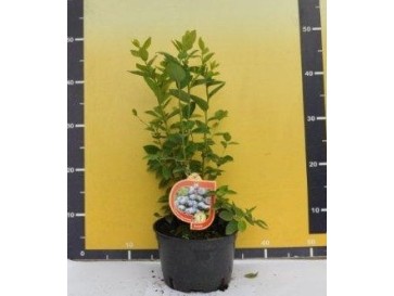 Borówka amerykańska Bluejay 2