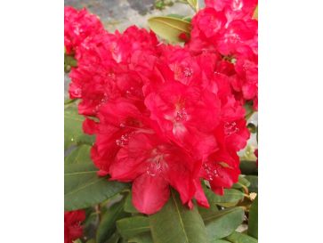 'Busuki' - różanecznik wielkokwiatowy
Rhododendron hybridum 'Busuki'