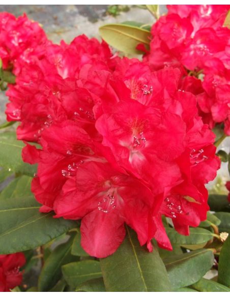 'Busuki' - różanecznik wielkokwiatowy
Rhododendron hybridum 'Busuki'