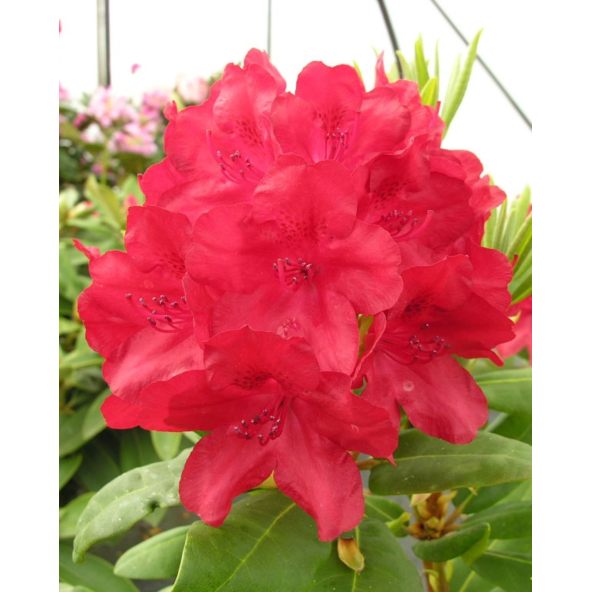 'Busuki' - różanecznik wielkokwiatowy
Rhododendron hybridum 'Busuki'