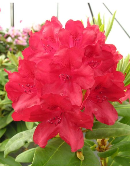 'Busuki' - różanecznik wielkokwiatowy
Rhododendron hybridum 'Busuki'