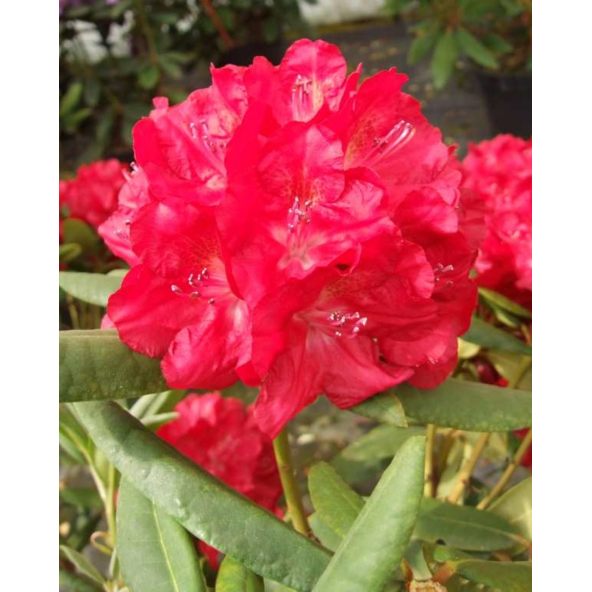 'Busuki' - różanecznik wielkokwiatowy
Rhododendron hybridum 'Busuki'