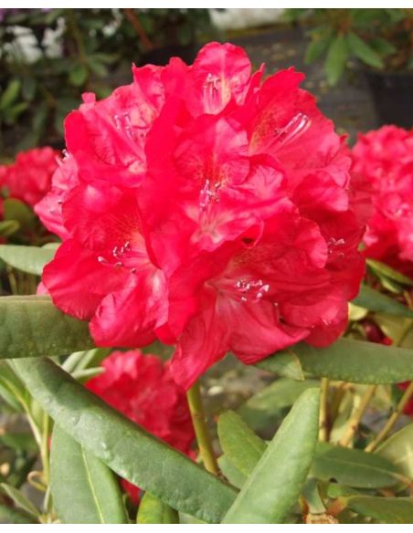 'Busuki' - różanecznik wielkokwiatowy
Rhododendron hybridum 'Busuki'