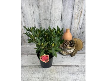 'Busuki' - różanecznik wielkokwiatowy
Rhododendron hybridum 'Busuki' 2