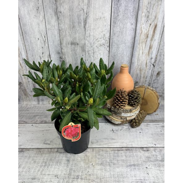 'Busuki' - różanecznik wielkokwiatowy
Rhododendron hybridum 'Busuki'