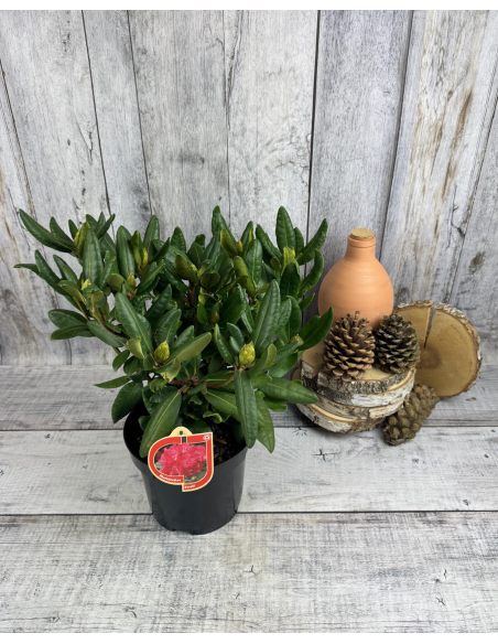 'Busuki' - różanecznik wielkokwiatowy
Rhododendron hybridum 'Busuki'