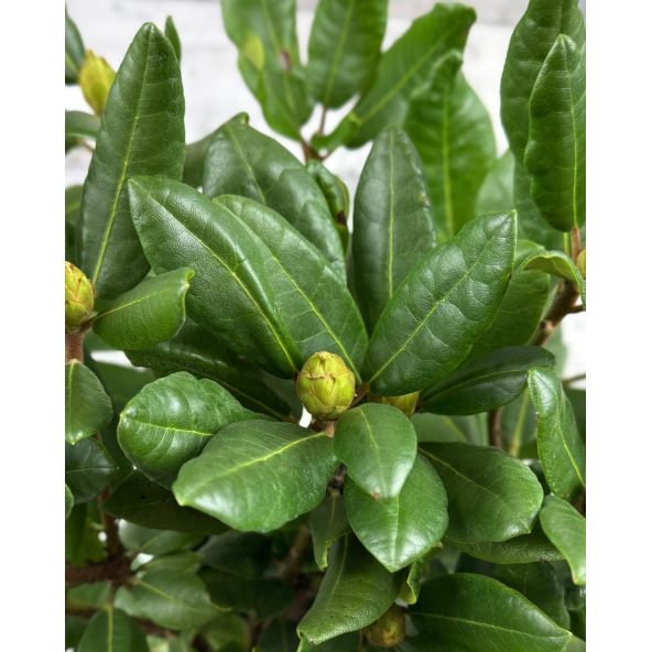 'Busuki' - różanecznik wielkokwiatowy
Rhododendron hybridum 'Busuki'