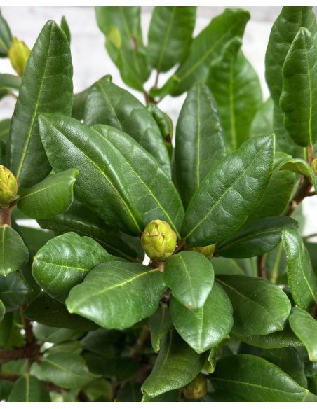 'Busuki' - różanecznik wielkokwiatowy
Rhododendron hybridum 'Busuki'