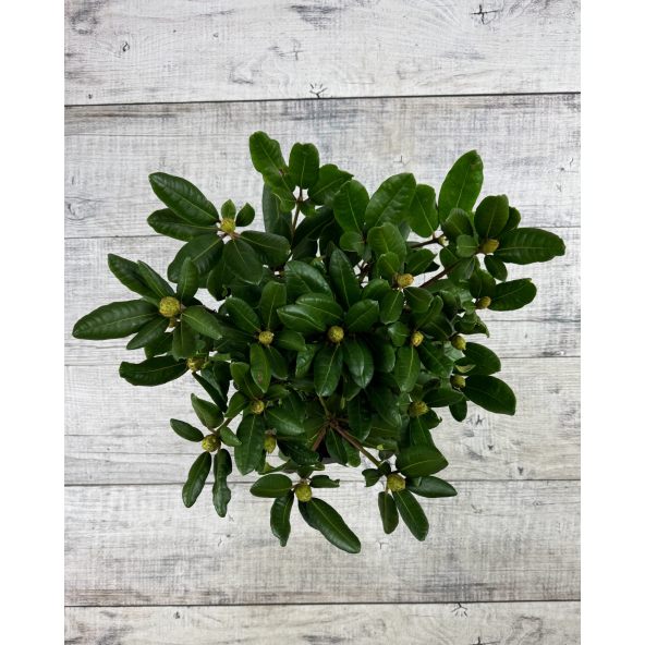 'Busuki' - różanecznik wielkokwiatowy
Rhododendron hybridum 'Busuki'