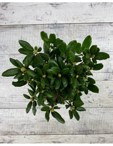 'Busuki' - różanecznik wielkokwiatowy
Rhododendron hybridum 'Busuki'