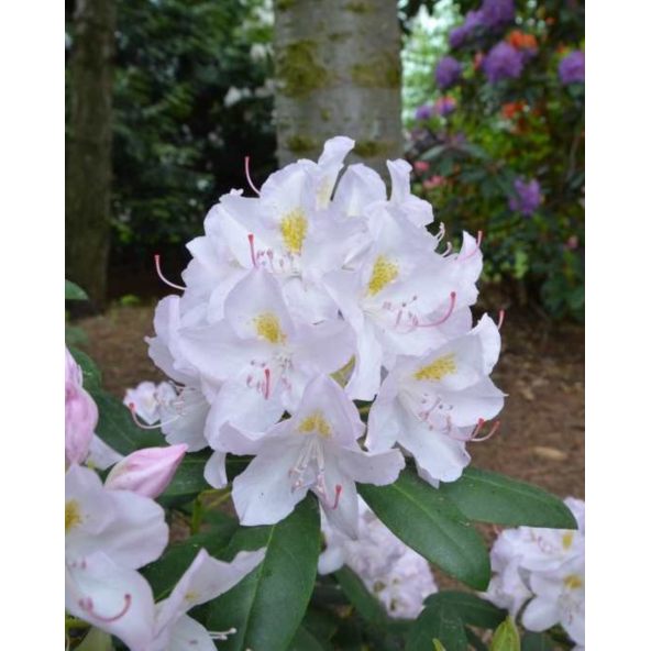 'Catawbiense Album' - różanecznik wielkokwiatowy
Rhododendron hybridum 'Catawbiense Album'