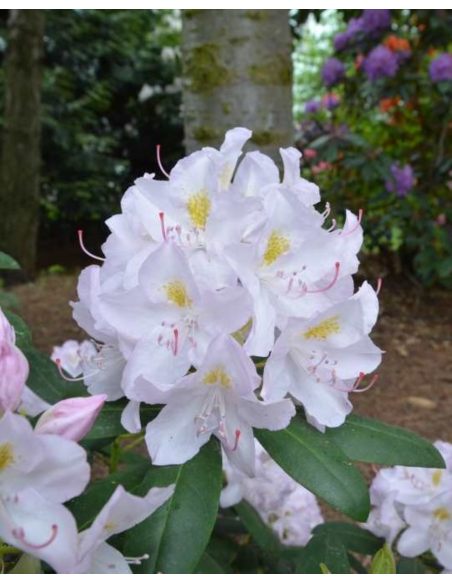 'Catawbiense Album' - różanecznik wielkokwiatowy
Rhododendron hybridum 'Catawbiense Album' 'Catawbiense Album' - różanecznik wielkokwiatowy
Rhododendron hybridum 'Catawbiense Album'