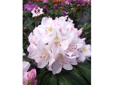 'Catawbiense Album' - różanecznik wielkokwiatowy
Rhododendron hybridum 'Catawbiense Album'