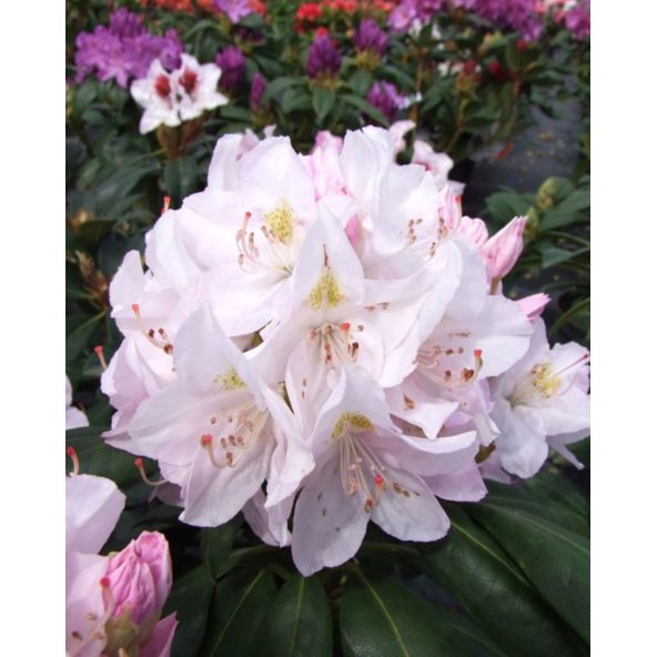 'Catawbiense Album' - różanecznik wielkokwiatowy
Rhododendron hybridum 'Catawbiense Album'