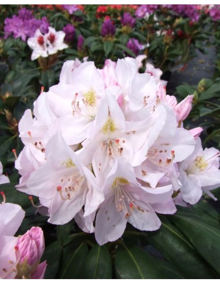 'Catawbiense Album' - różanecznik wielkokwiatowy
Rhododendron hybridum 'Catawbiense Album' 'Catawbiense Album' - różanecznik wielkokwiatowy
Rhododendron hybridum 'Catawbiense Album'