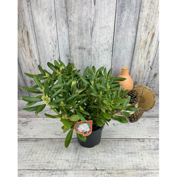 'Catawbiense Album' - różanecznik wielkokwiatowy
Rhododendron hybridum 'Catawbiense Album'