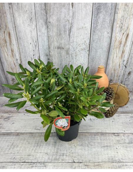 'Catawbiense Album' - różanecznik wielkokwiatowy
Rhododendron hybridum 'Catawbiense Album' 'Catawbiense Album' - różanecznik wielkokwiatowy
Rhododendron hybridum 'Catawbiense Album'