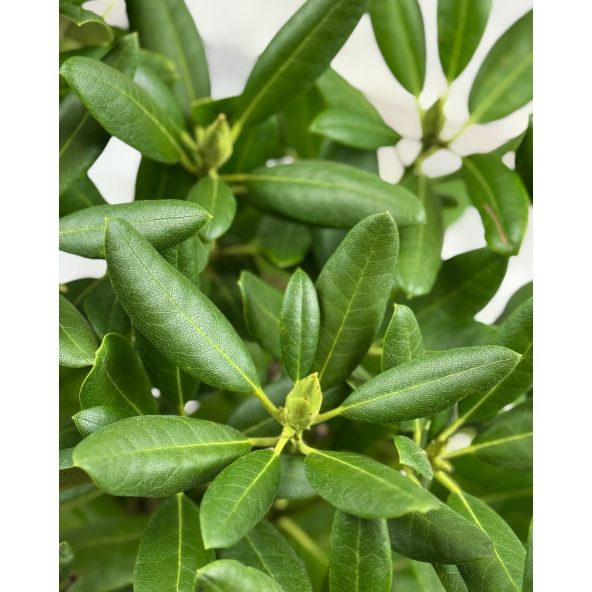 'Catawbiense Album' - różanecznik wielkokwiatowy
Rhododendron hybridum 'Catawbiense Album'