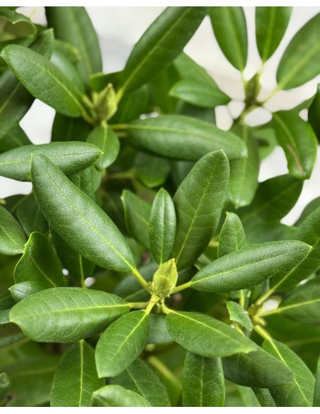 'Catawbiense Album' - różanecznik wielkokwiatowy
Rhododendron hybridum 'Catawbiense Album' 'Catawbiense Album' - różanecznik wielkokwiatowy
Rhododendron hybridum 'Catawbiense Album'