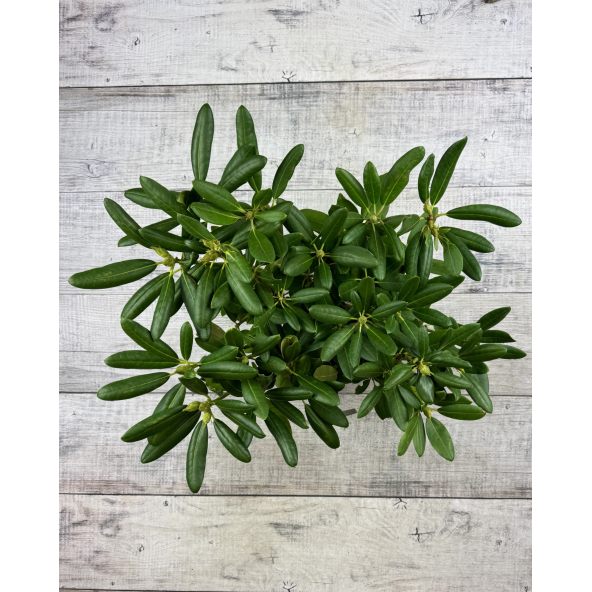 'Catawbiense Album' - różanecznik wielkokwiatowy
Rhododendron hybridum 'Catawbiense Album'