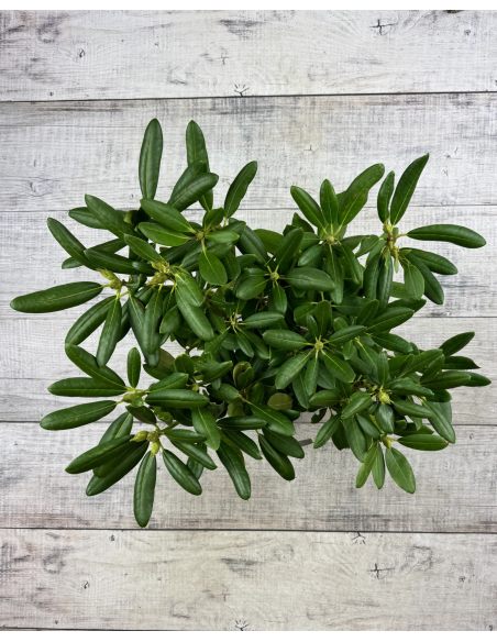 'Catawbiense Album' - różanecznik wielkokwiatowy
Rhododendron hybridum 'Catawbiense Album' 'Catawbiense Album' - różanecznik wielkokwiatowy
Rhododendron hybridum 'Catawbiense Album'