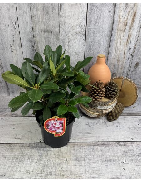 'Cherry Cheesecake' - różanecznik wielkokwiatowy
Rhododendron hybridum 'Cherry Cheesecake'