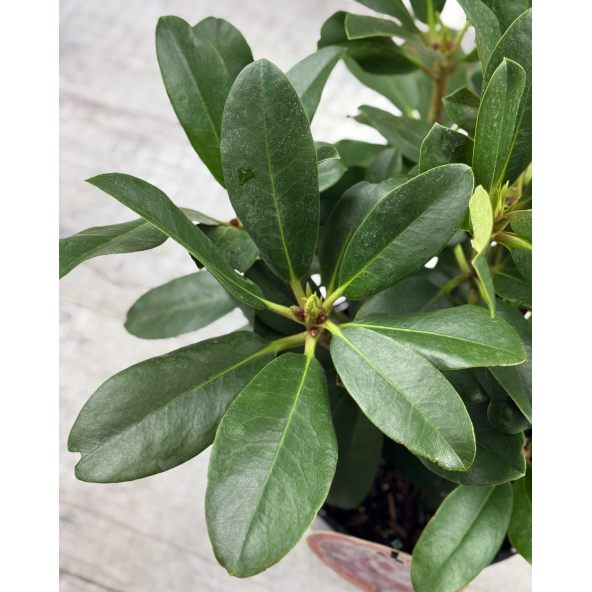 'Cherry Cheesecake' - różanecznik wielkokwiatowy
Rhododendron hybridum 'Cherry Cheesecake'