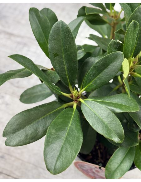 'Cherry Cheesecake' - różanecznik wielkokwiatowy
Rhododendron hybridum 'Cherry Cheesecake'