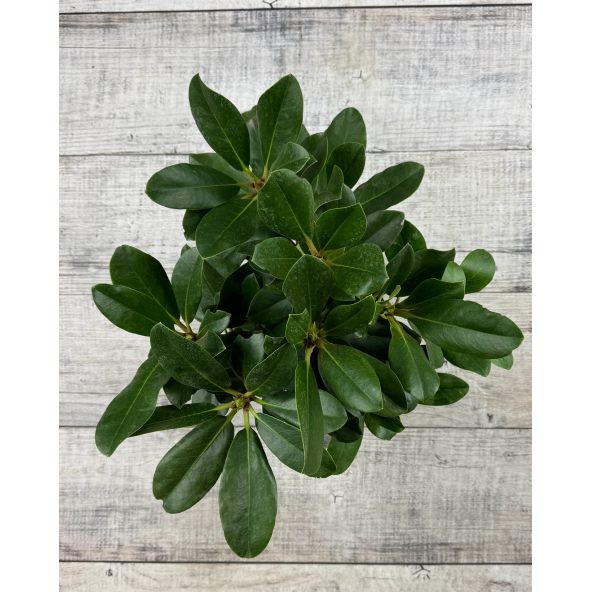 'Cherry Cheesecake' - różanecznik wielkokwiatowy
Rhododendron hybridum 'Cherry Cheesecake'