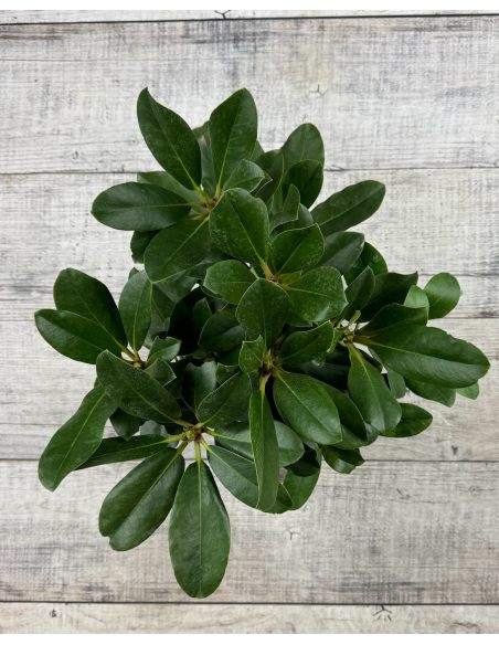 'Cherry Cheesecake' - różanecznik wielkokwiatowy
Rhododendron hybridum 'Cherry Cheesecake'