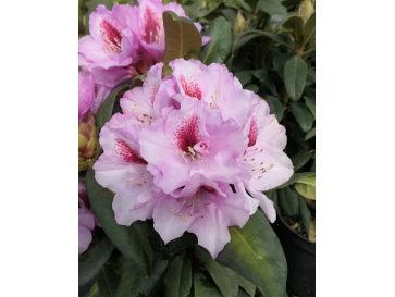 'Diadem' - różanecznik wielkokwiatowy
Rhododendron hybridum 'Diadem'