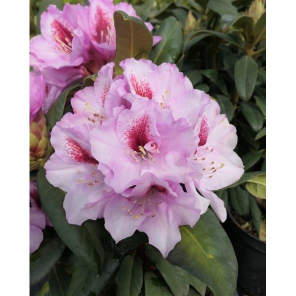 'Diadem' - różanecznik wielkokwiatowy
Rhododendron hybridum 'Diadem'