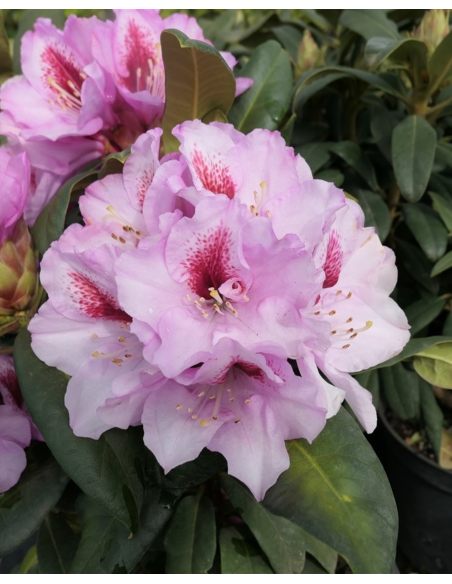 'Diadem' - różanecznik wielkokwiatowy
Rhododendron hybridum 'Diadem'