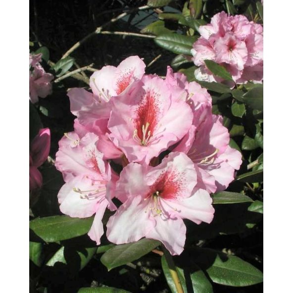 'Diadem' - różanecznik wielkokwiatowy
Rhododendron hybridum 'Diadem'