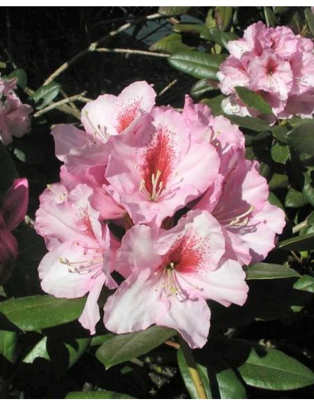 'Diadem' - różanecznik wielkokwiatowy
Rhododendron hybridum 'Diadem'