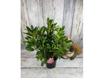 'Diadem' - różanecznik wielkokwiatowy
Rhododendron hybridum 'Diadem' 2
