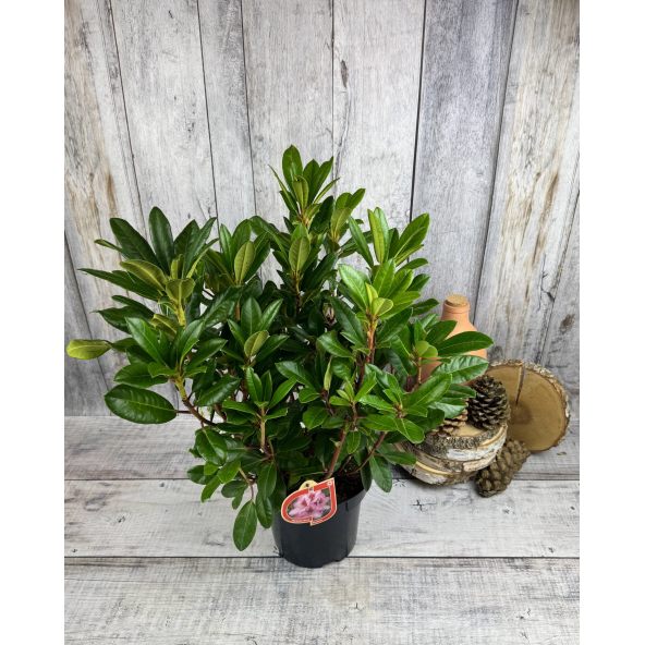 'Diadem' - różanecznik wielkokwiatowy
Rhododendron hybridum 'Diadem'