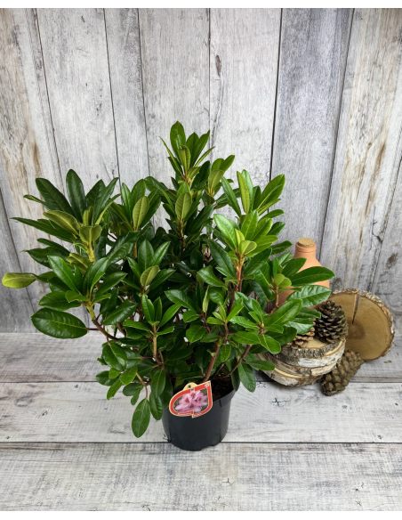 'Diadem' - różanecznik wielkokwiatowy
Rhododendron hybridum 'Diadem'